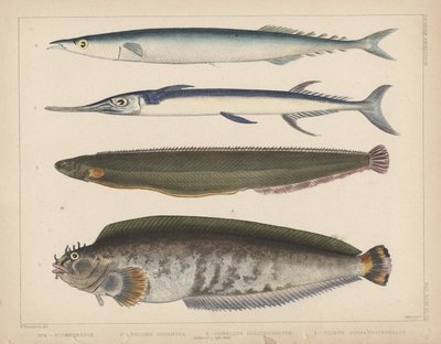 1. Clinus Polyactocephalus, 2. Gunellus Dolichogaster, 3. Belone Gigantea, 4. Scomberesox, 1855 by H. Patterson